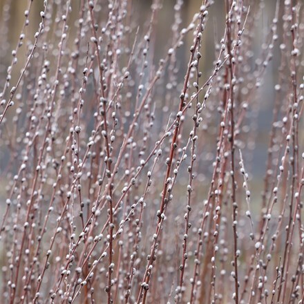 Salix rosmarinifolia Tiny Pearls (PBR)