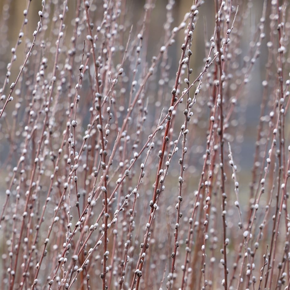 <i>Salix rosmarinifolia</i> 'Tiny Pearls' (PBR)