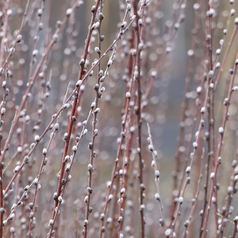 <i>Salix rosmarinifolia</i> 'Tiny Pearls' (PBR)