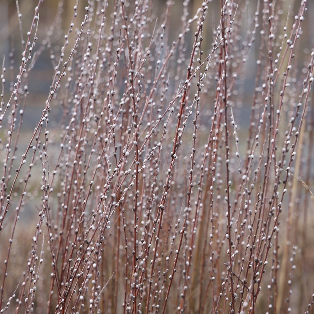 <i>Salix rosmarinifolia</i> 'Tiny Pearls' (PBR)