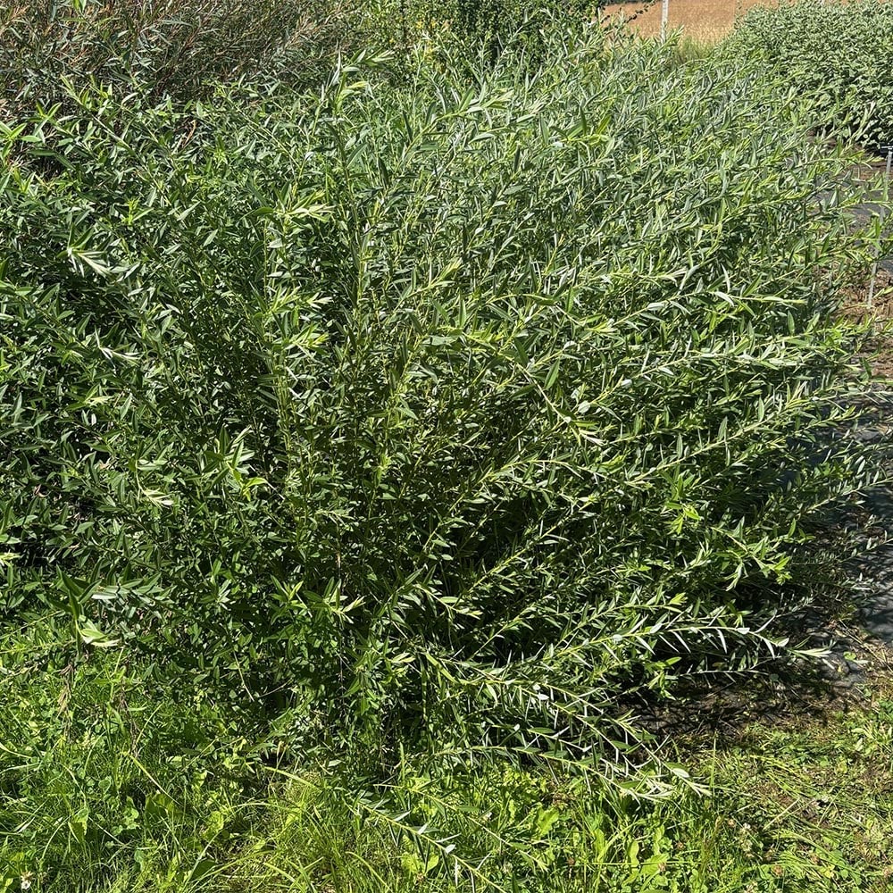 <i>Salix rosmarinifolia</i> 'Tiny Pearls' (PBR)