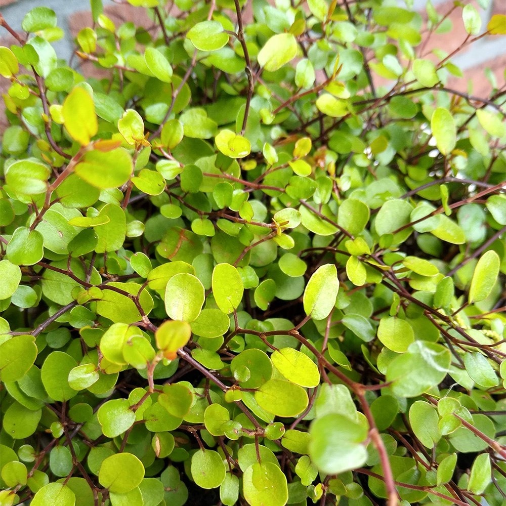 <i>Muehlenbeckia complexa</i> <b class=small-caps>Golden Girl</b> ('Hausler1') (PBR)