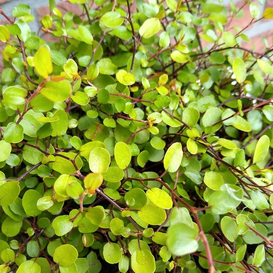 <i>Muehlenbeckia complexa</i> <b class=small-caps>Golden Girl</b> ('Hausler1') (PBR)