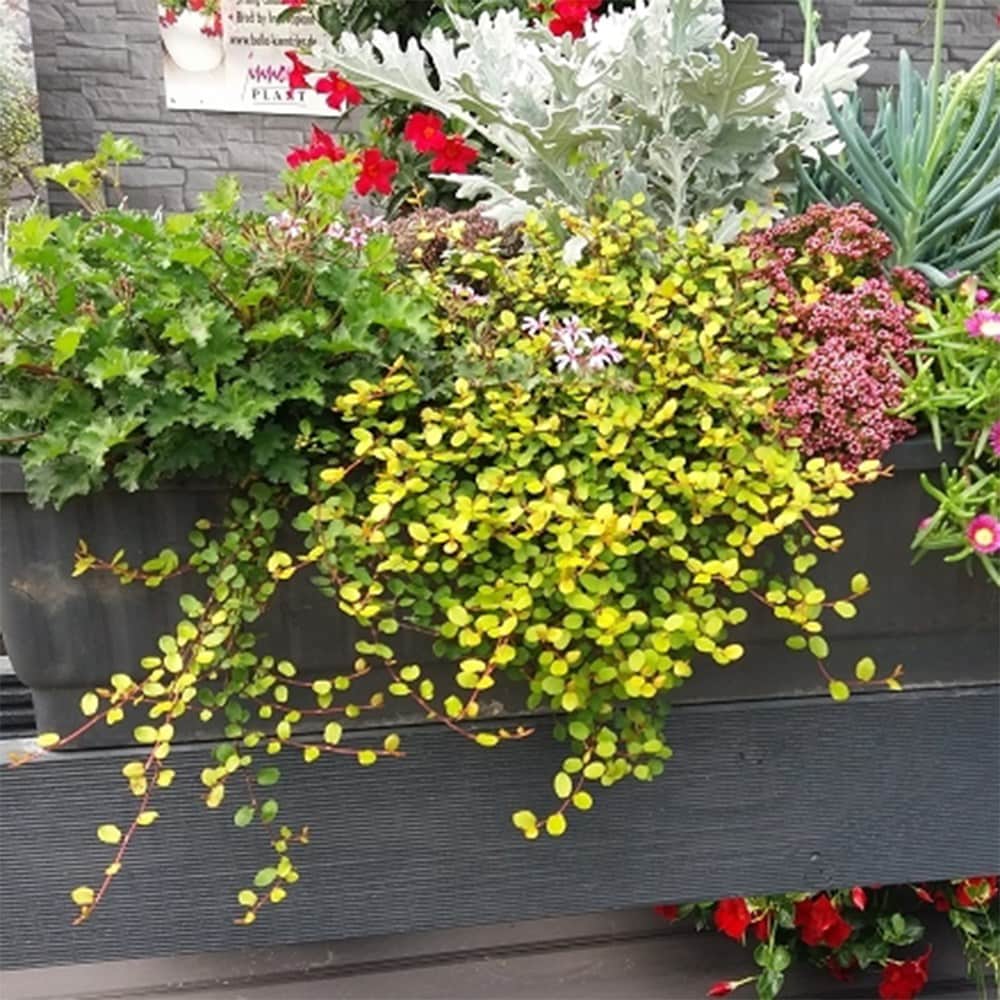 <i>Muehlenbeckia complexa</i> <b class=small-caps>Golden Girl</b> ('Hausler1') (PBR)