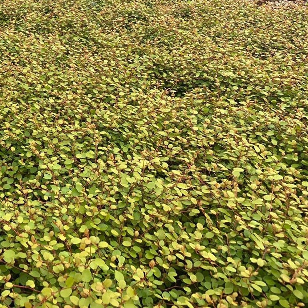 <i>Muehlenbeckia complexa</i> <b class=small-caps>Golden Girl</b> ('Hausler1') (PBR)