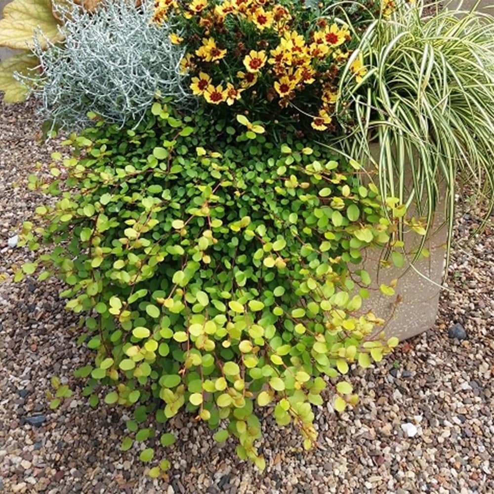 <i>Muehlenbeckia complexa</i> <b class=small-caps>Golden Girl</b> ('Hausler1') (PBR)