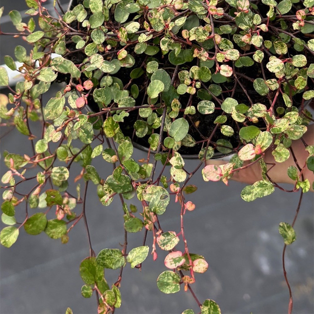 <i>Muehlenbeckia complexa</i> <b class=small-caps>Hippie Chick</b> ('VH') (PBR)