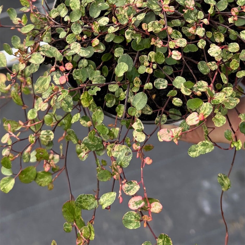 <i>Muehlenbeckia complexa</i> <b class=small-caps>Hippie Chick</b> ('VH') (PBR)