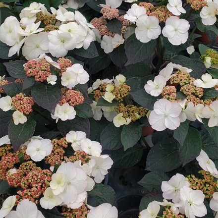 Hydrangea serrata Choco White ('Darwhite') (PBR)