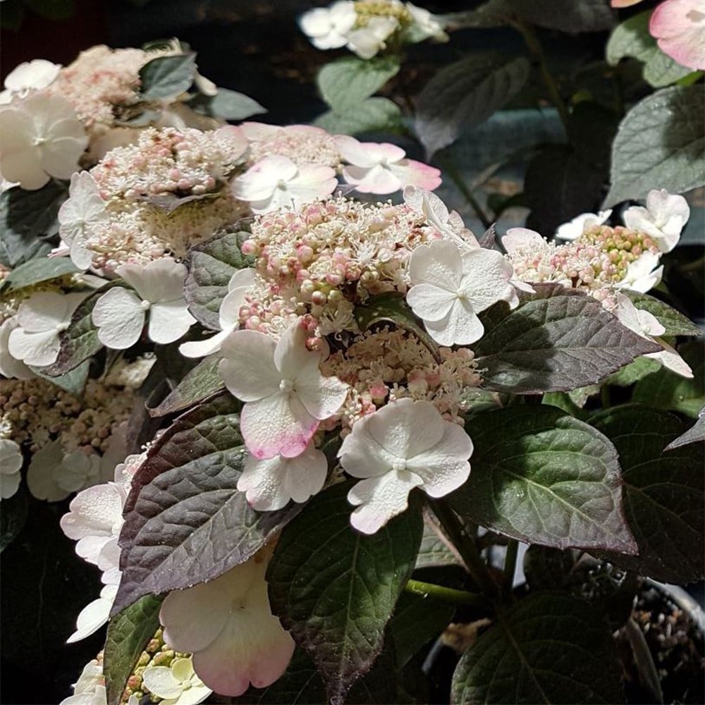 <i>Hydrangea serrata</i> <b class=small-caps>Choco White</b> ('Darwhite') (PBR)