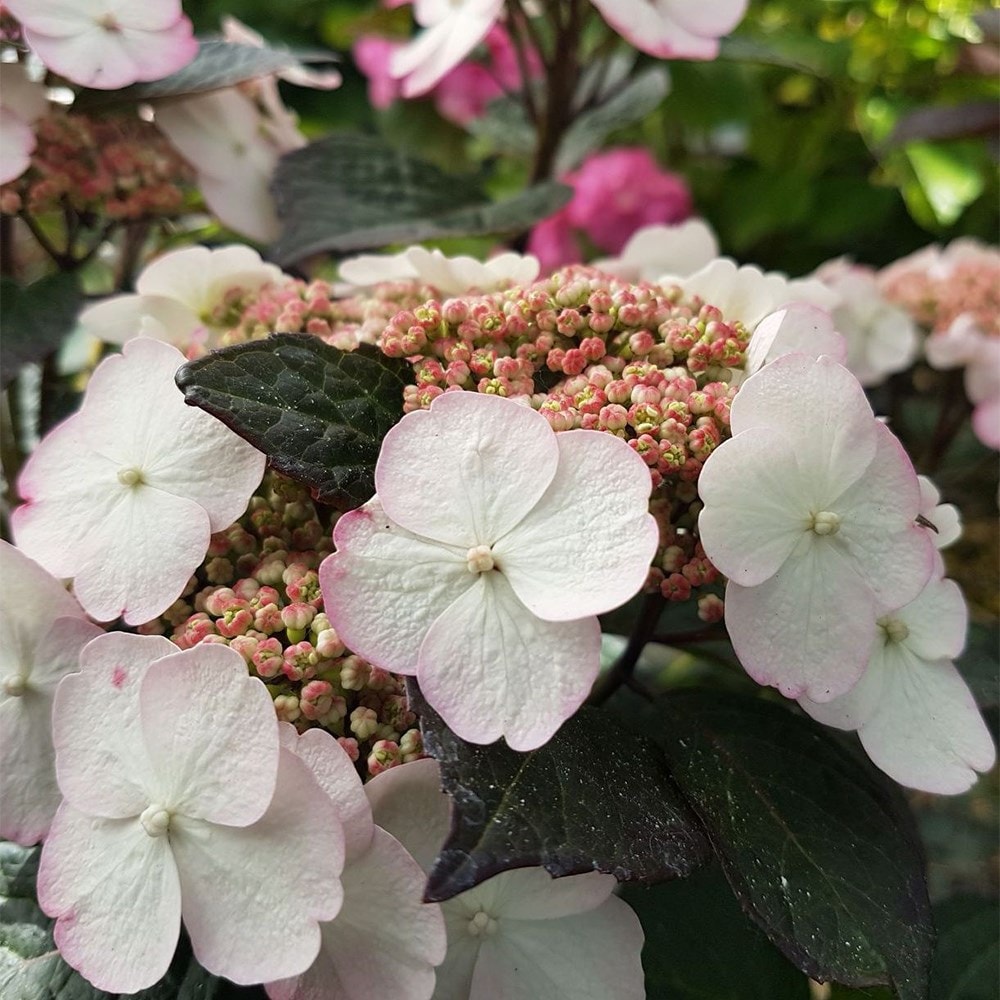 <i>Hydrangea serrata</i> <b class=small-caps>Choco White</b> ('Darwhite') (PBR)