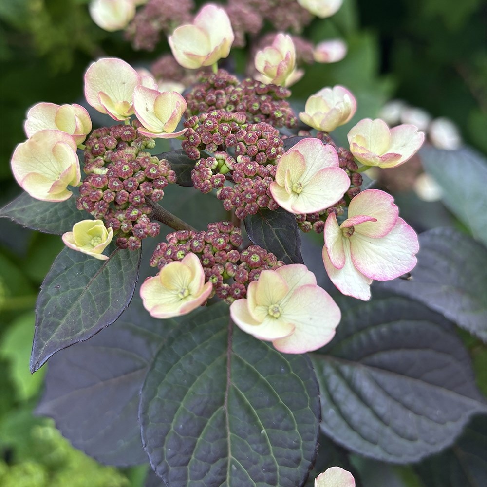 <i>Hydrangea serrata</i> <b class=small-caps>Choco White</b> ('Darwhite') (PBR)