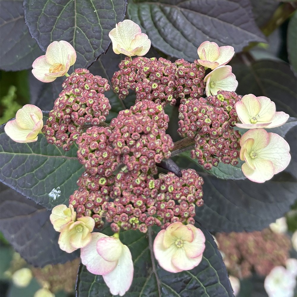 <i>Hydrangea serrata</i> <b class=small-caps>Choco White</b> ('Darwhite') (PBR)