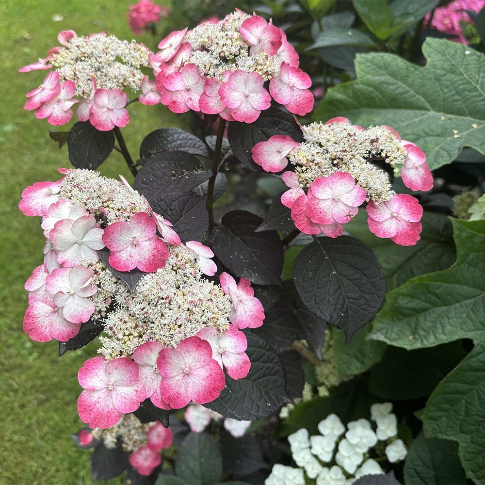 <i>Hydrangea serrata</i> <b class=small-caps>Choco White</b> ('Darwhite') (PBR)