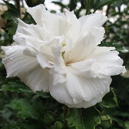 Hibiscus syriacus French Cabaret® White ('Mindoub1') (PBR)