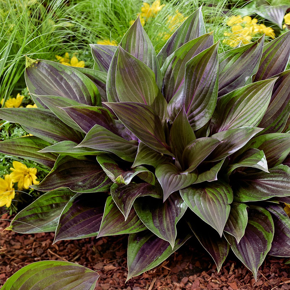 <i>Hosta</i> 'Red Ninja' (PBR)
