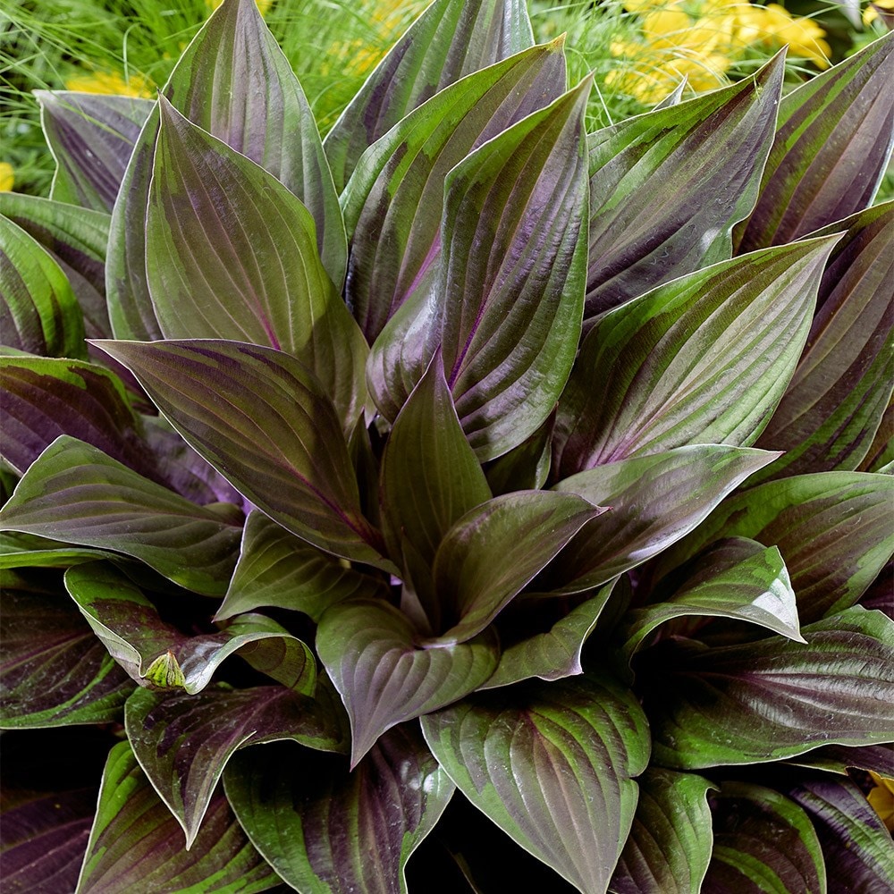 <i>Hosta</i> 'Red Ninja' (PBR)