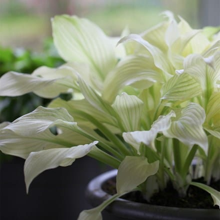 Hosta White Feather (undulata)
