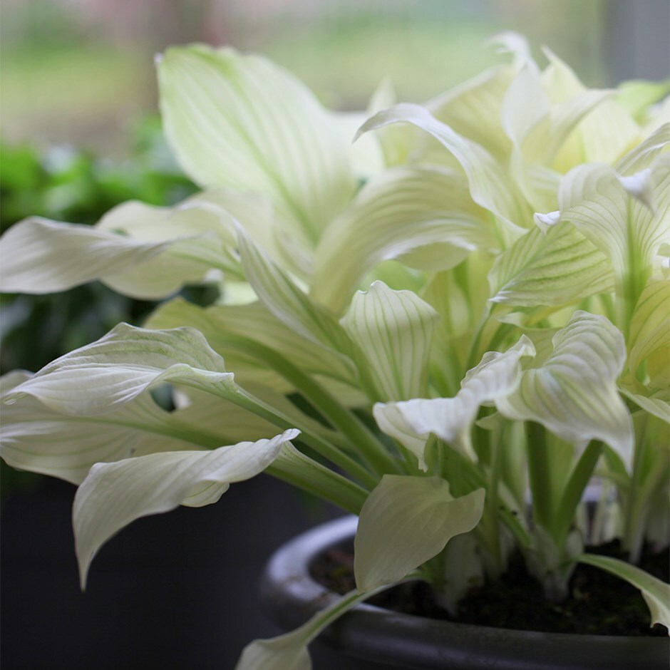 <I>Hosta</i> 'White Feather' (undulata)