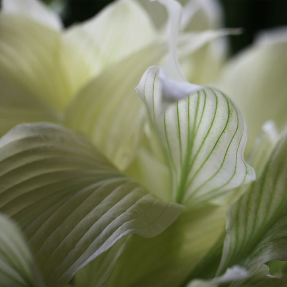 <I>Hosta</i> 'White Feather' (undulata)