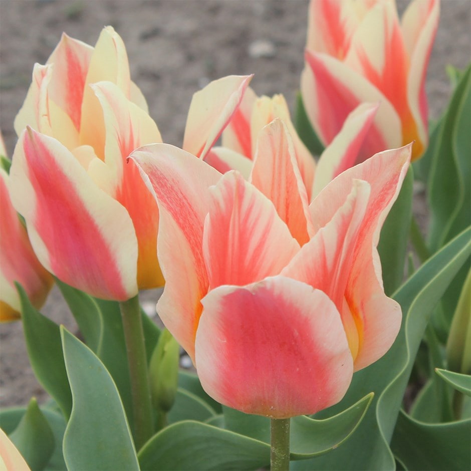 greigii tulip bulbs
