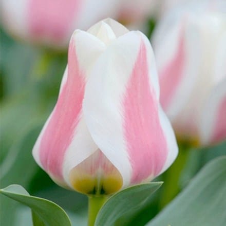 Tulipa Willem van den Akker