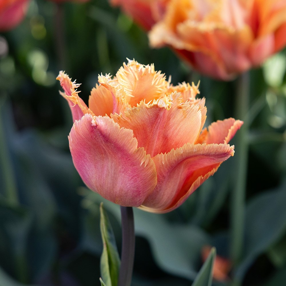 <i>Tulipa</i> 'Orange Passion'