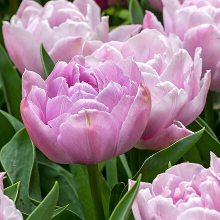 Tulipa Katinka