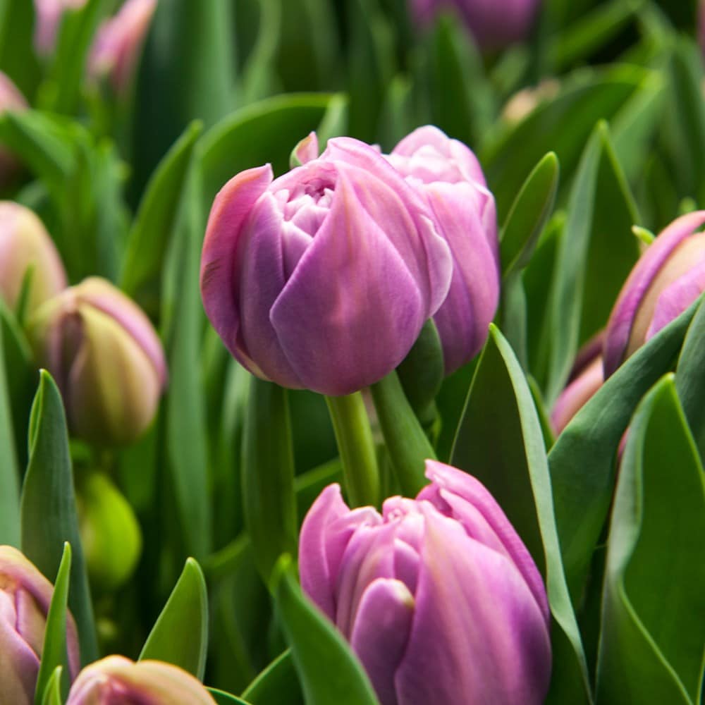 <i>Tulipa</i> 'Katinka'
