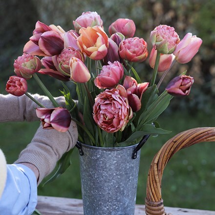 Josie's Love and wishes tulip collection