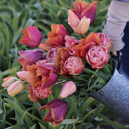 Josie's Burning embers tulip collection