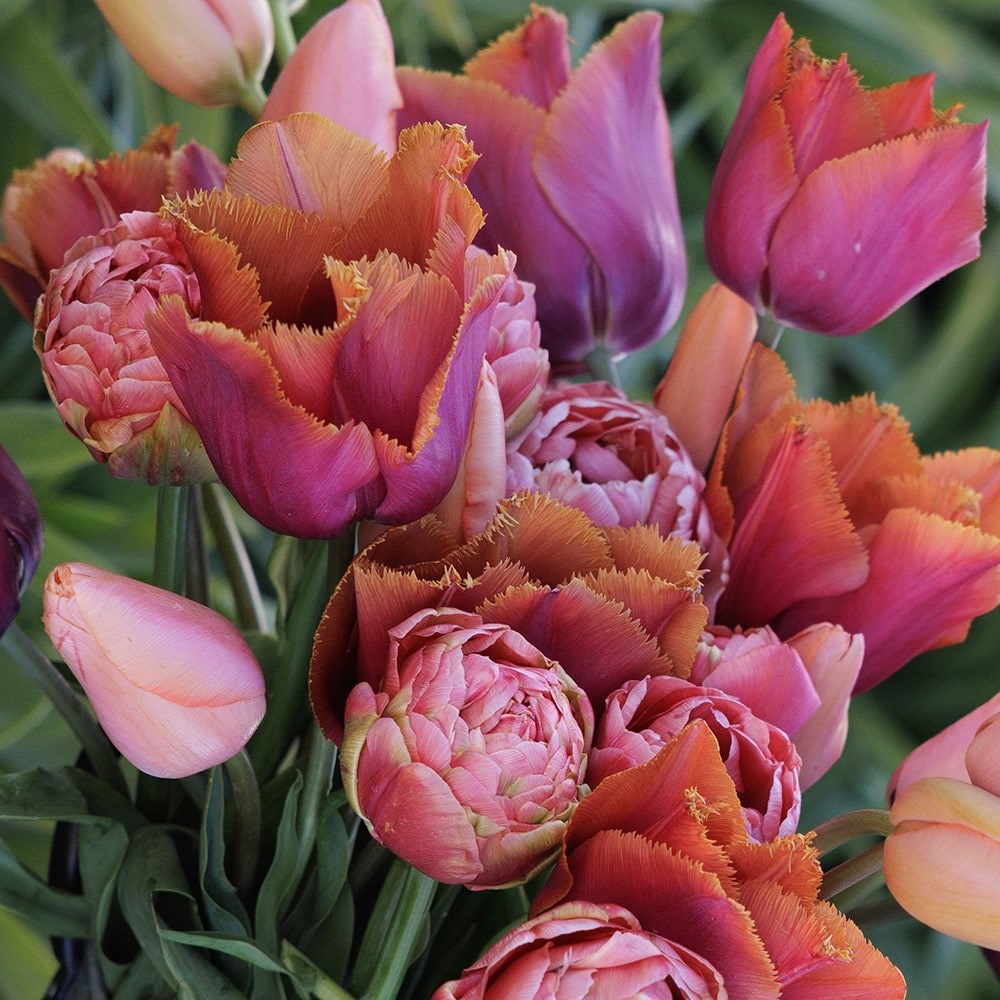 Josie's Burning embers tulip collection