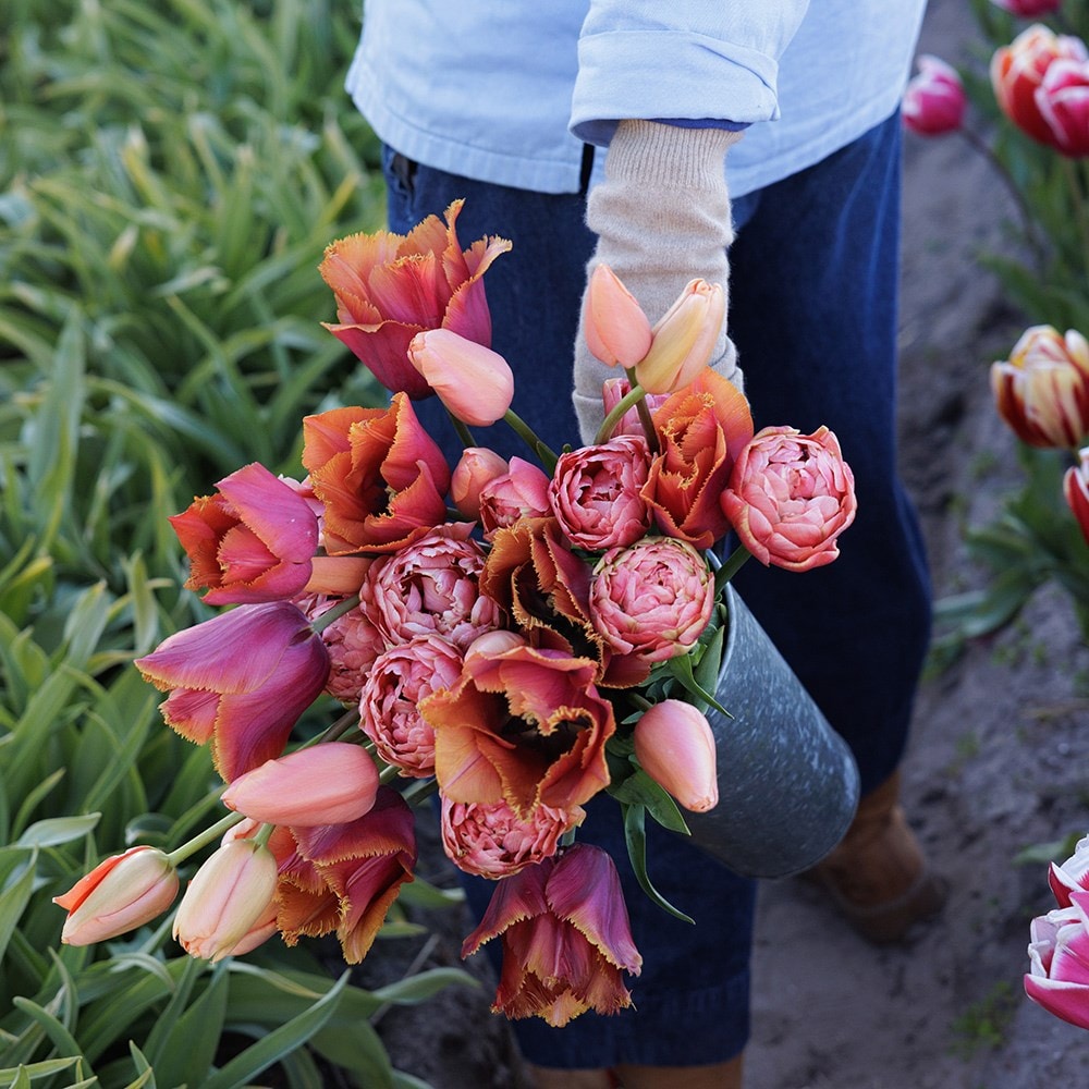Josie's Burning embers tulip collection