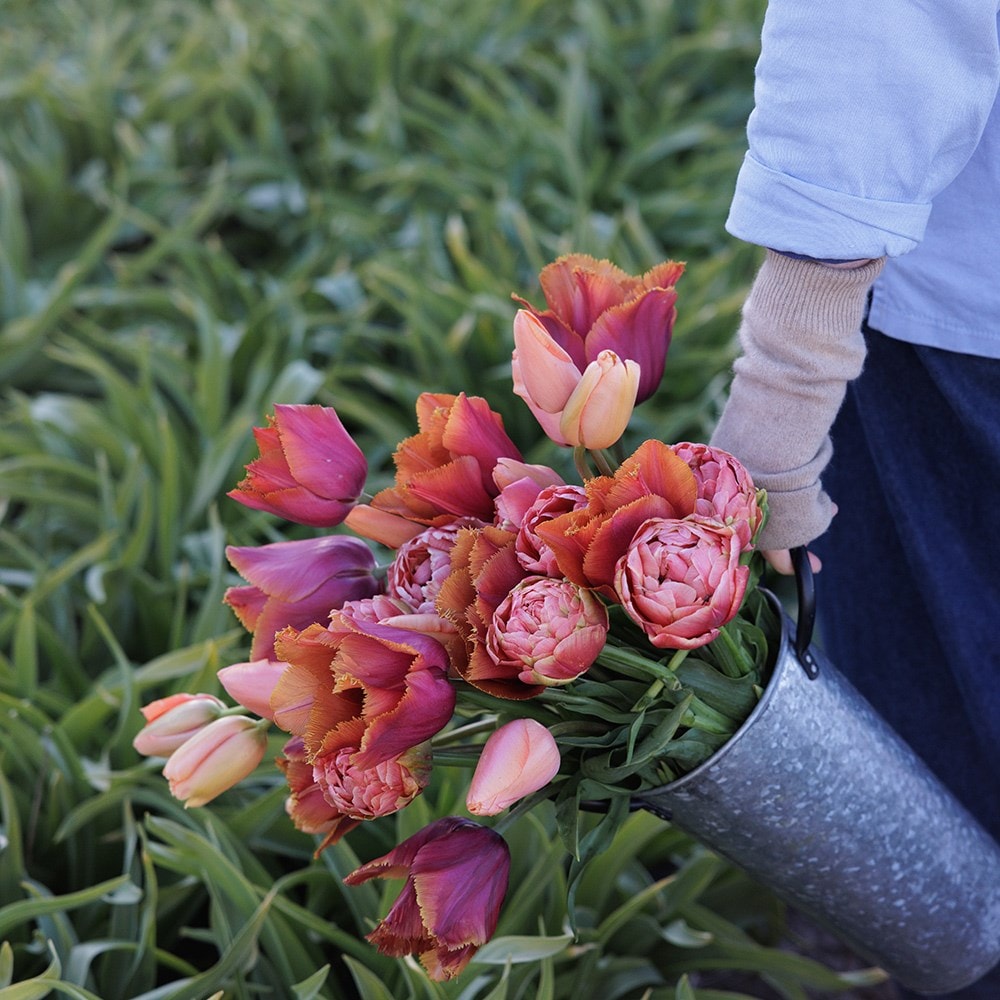 Josie's Burning embers tulip collection