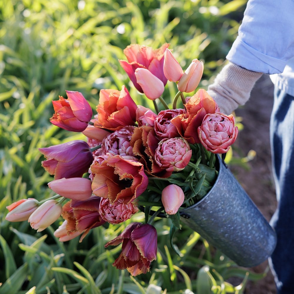 Josie's Burning embers tulip collection