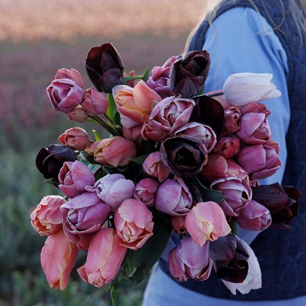 Blue heaven tulip collection