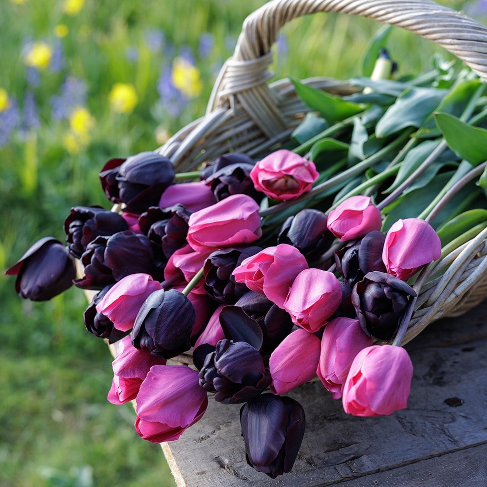 Twilight tulip collection