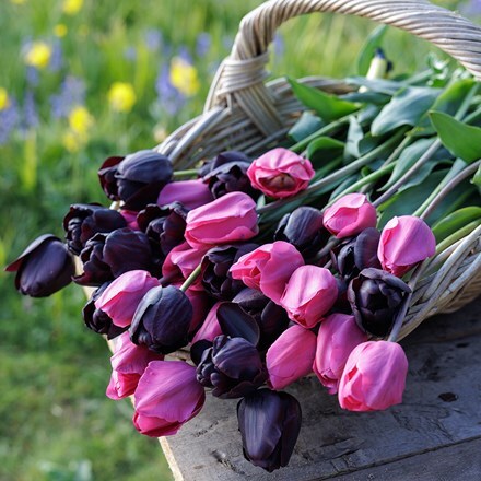 Twilight tulip collection