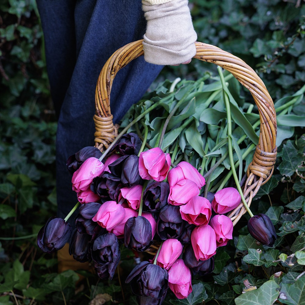 Twilight tulip collection