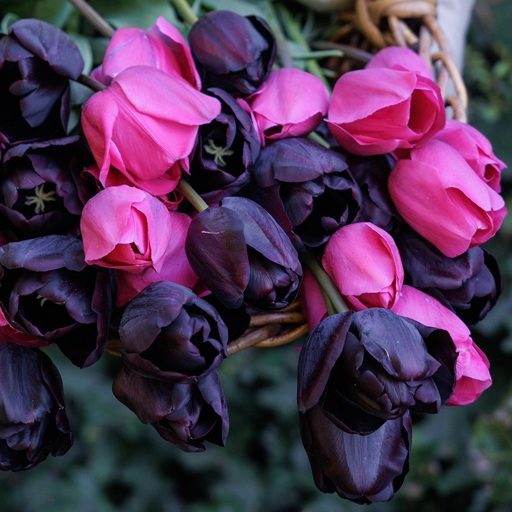 Twilight tulip collection