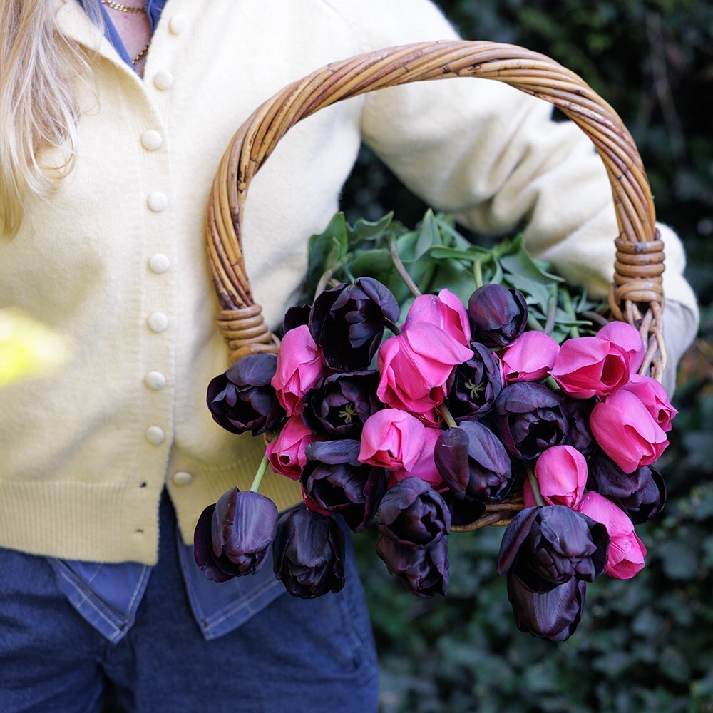 Twilight tulip collection