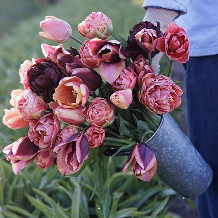 Josie's Love and wishes tulip collection 4 varieties