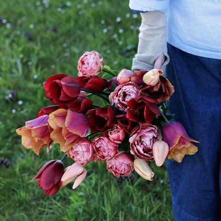 Josie's Burning embers tulip collection 4 varieties