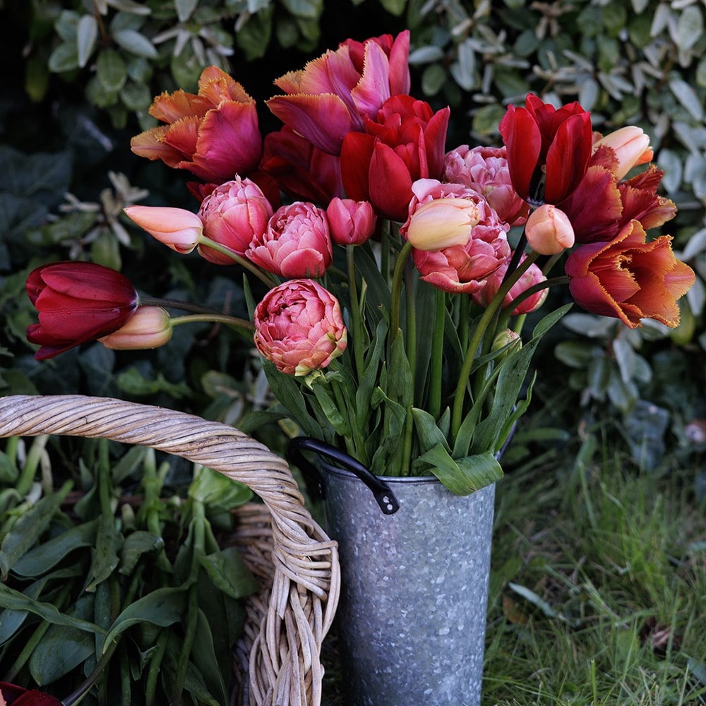 Burning embers tulip collection 4 varieties
