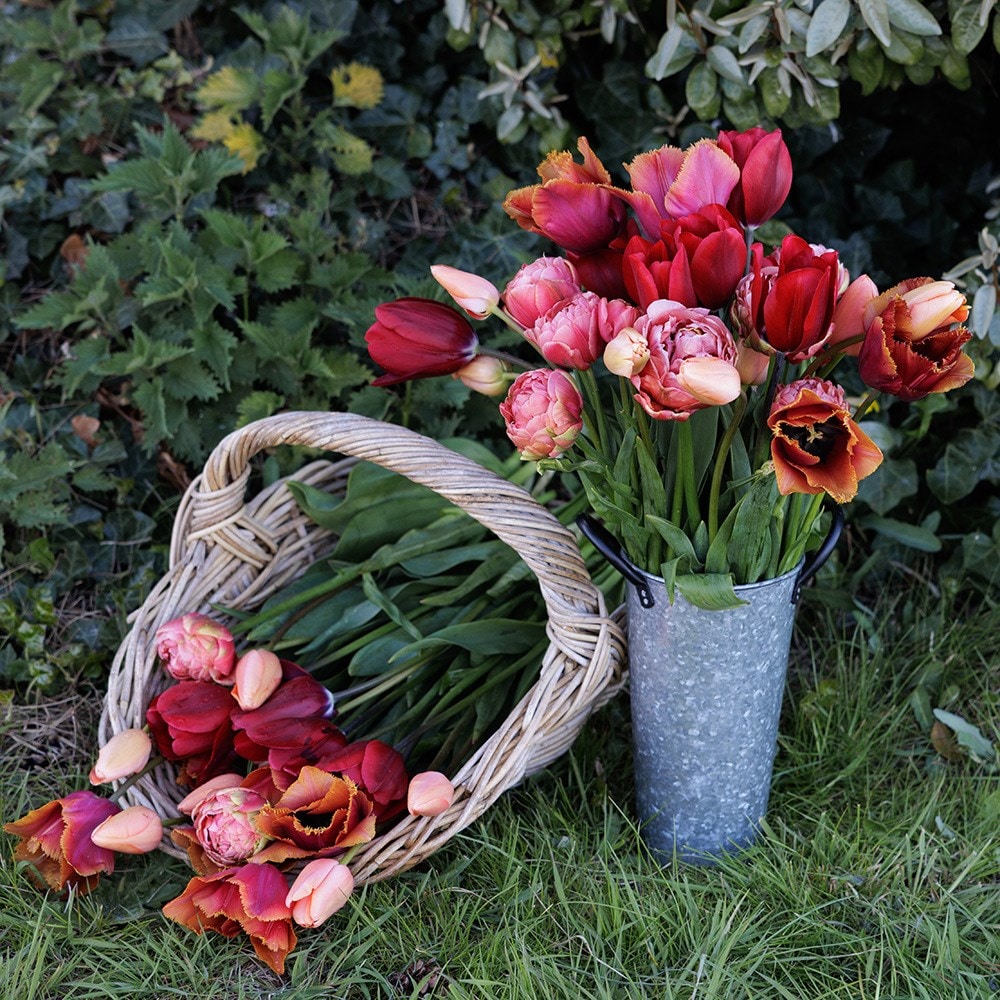 Burning embers tulip collection 4 varieties