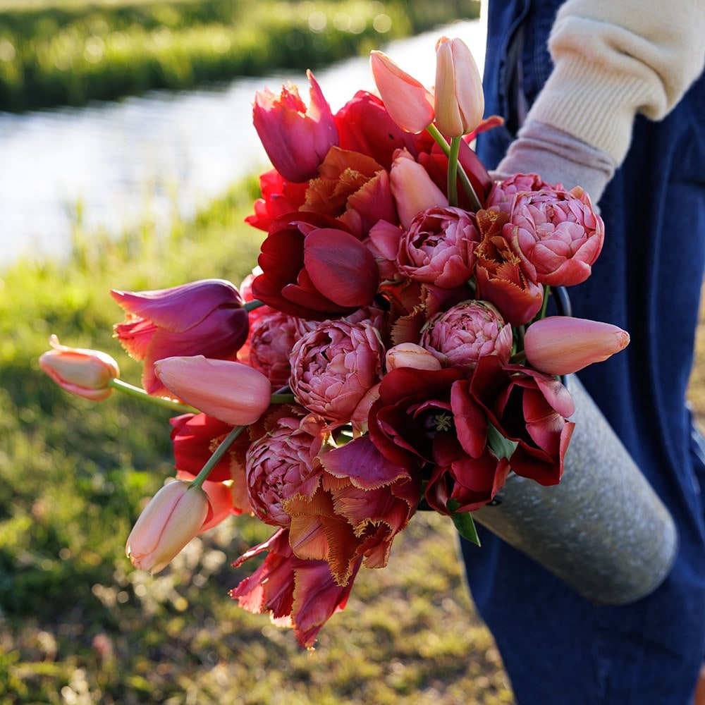 Burning embers tulip collection 4 varieties