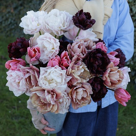 Josie's Lets dance tulip collection 4 varieties