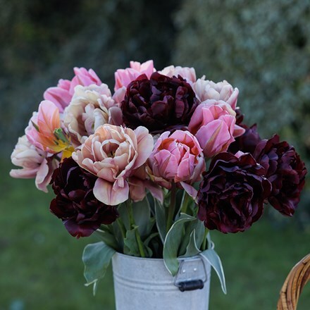 Josie's Lets dance tulip collection