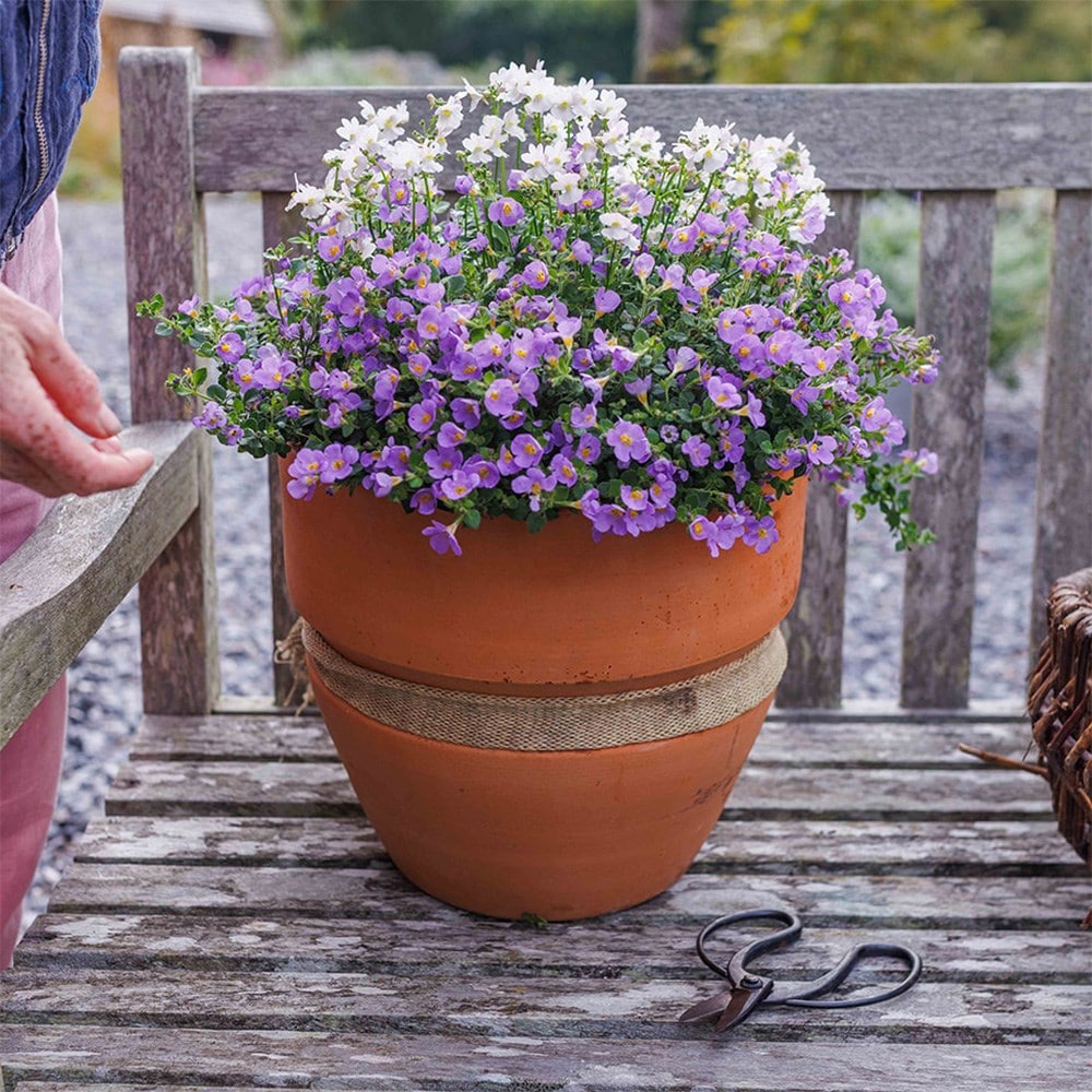 Endless scent container plant collection