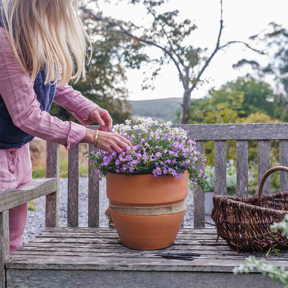 Endless scent container plant collection